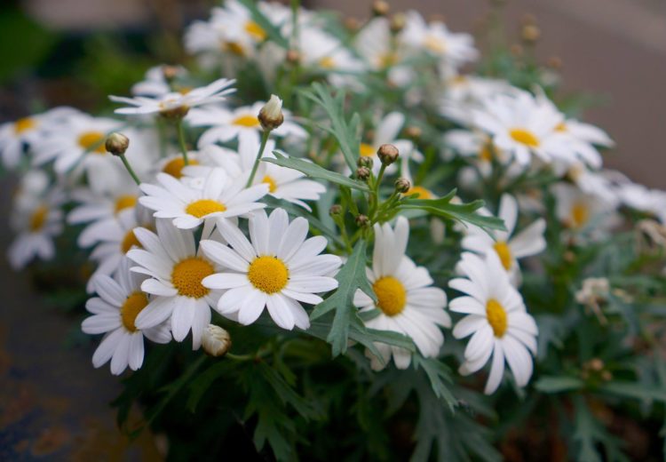 daisies