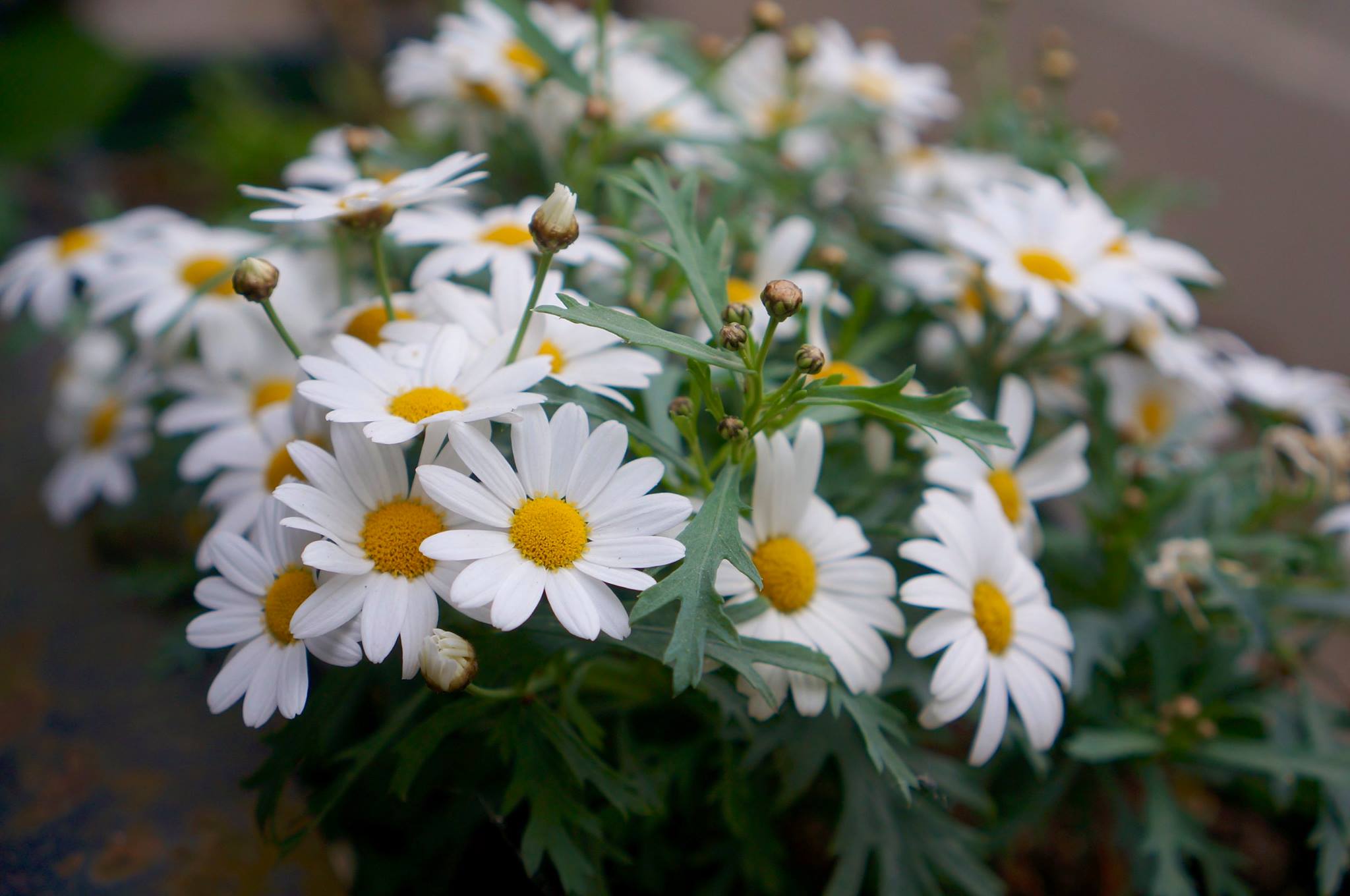 daisies