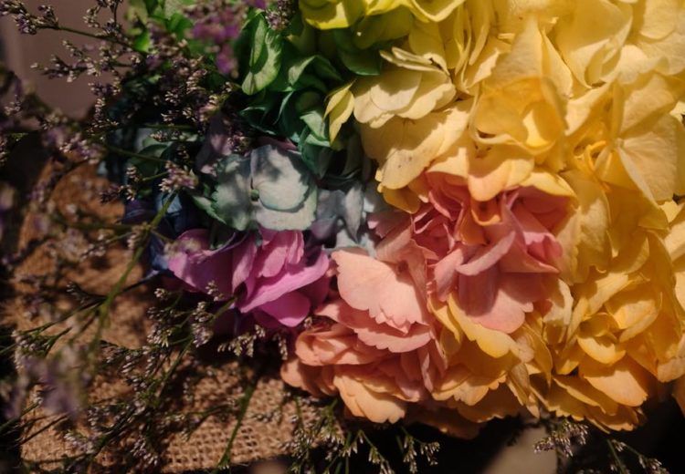 rainbow hydrangeas