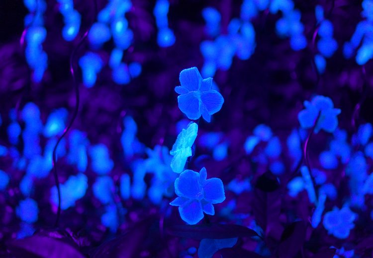 blue flowers rainforest lumina