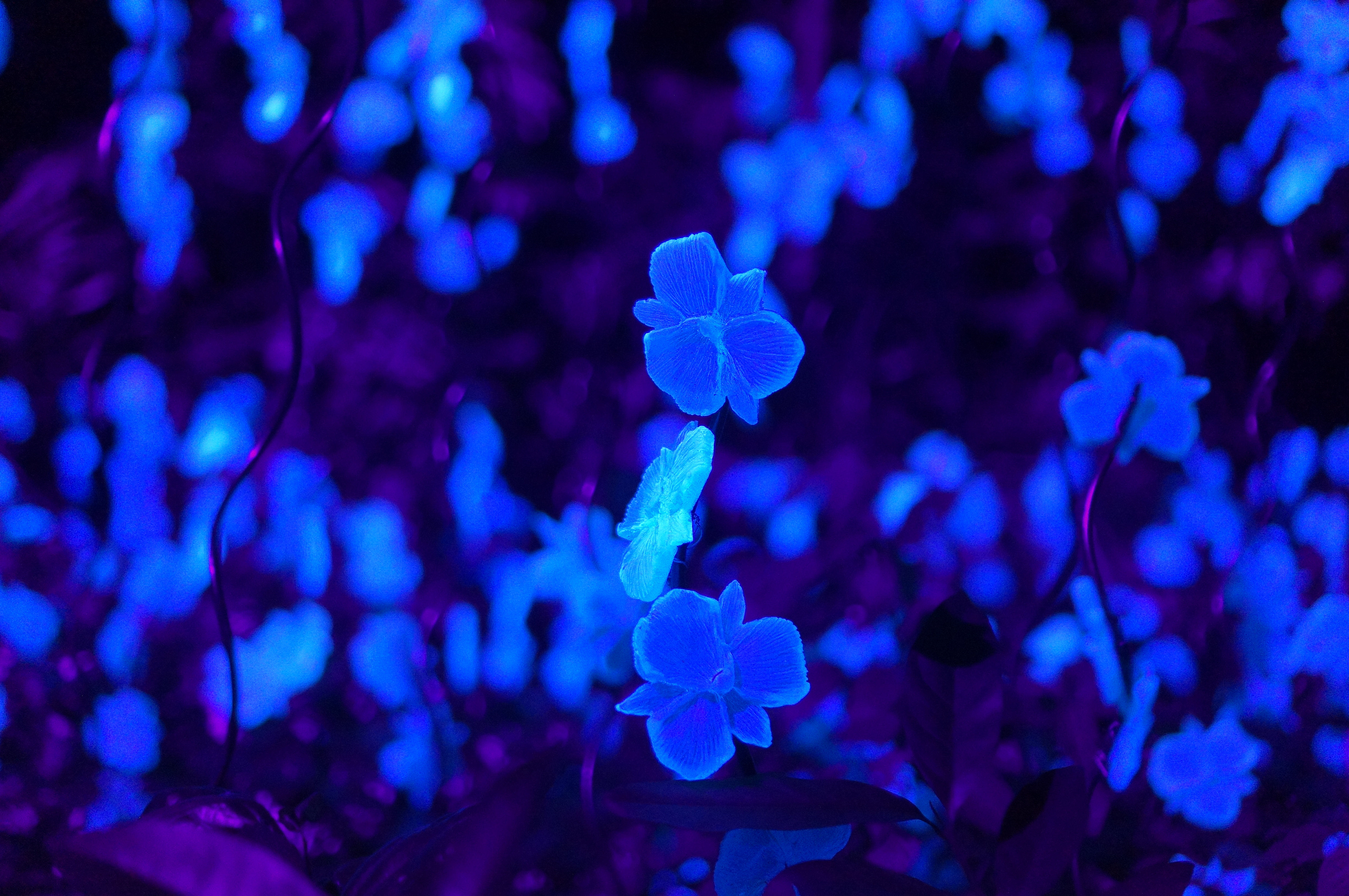 blue flowers rainforest lumina